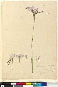 134. oldal Diuris elongata, c.1803-06 (wc, toll, tinta és ceruza) alkotó: John William Lewin
