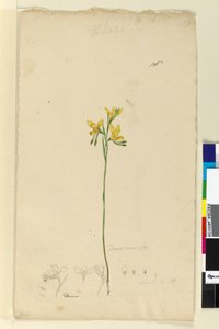 136. oldal Diuris aurea, c.1803-06 (wc, toll, tinta és ceruza) alkotó: John William Lewin