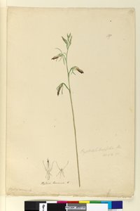 137. oldal Cryptostylis longifolia, 1803-06 körül (wc, toll, tinta és ceruza) alkotó: John William Lewin