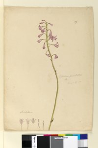 139. oldal. Dipodium punctatum, c.1803-06 (wc, toll, tinta és ceruza) alkotó: John William Lewin