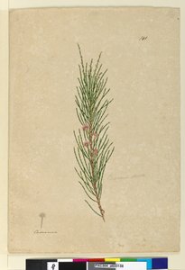 141. oldal Casuarina strictaAllocasuarina verticillata, c.1803-06 (wc, toll, tinta és ceruza) alkotó: John William Lewin