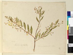 147. oldal Acacia myrtifolia, 1803-06 körül (wc, toll, tinta és ceruza) alkotó: John William Lewin