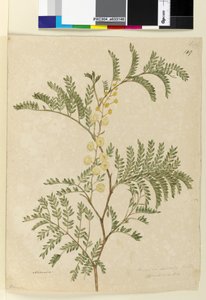 149. oldal. Acacia discolorAcacia terminalis, c.1803-06 (wc, toll, tinta és ceruza) alkotó: John William Lewin