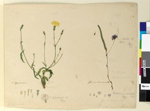 157. oldal Hardenbergia monophyllaHardenbergia violacea; 158. Hypochaeris, 1803-2006 körül (wc, toll, tinta és ceruza) alkotó: John William Lewin