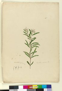 15. oldal Grevillea sericea, c.1803-06 (wc, toll, tinta és ceruza) alkotó: John William Lewin