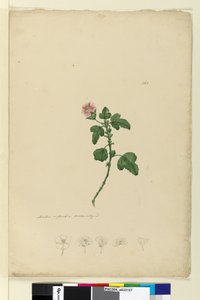 161. oldal Malva capensis, c.1803-06 (wc, toll, tinta és ceruza) alkotó: John William Lewin