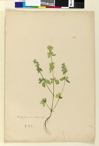 162. oldal Stachys arvensis, c.1803-06 (wc, toll, tinta és ceruza) alkotó: John William Lewin