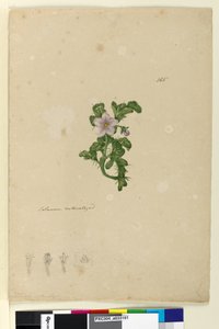 165. oldal Solanum naturalized, 1803-06 körül (wc, toll, tinta és ceruza) alkotó: John William Lewin