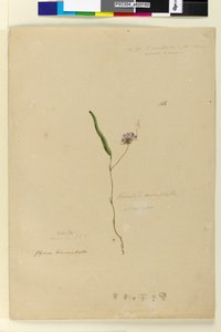 166. oldal Kennedia monophyllaHardenbergia violacea, c.1803-06 (wc, toll, tinta és ceruza) alkotó: John William Lewin