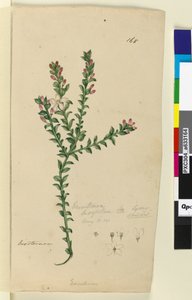 168. oldal Eriostemon buxifolium, c.1803-06 (wc, toll, tinta és ceruza) alkotó: John William Lewin