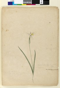170. oldal. Diplarrhena moraea, 1803-2006 körül (wc, toll, tinta és ceruza) alkotó: John William Lewin