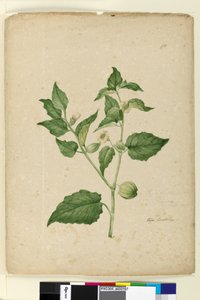 172. oldal Physalis edulis, c.1803-06 (wc, toll, tinta és ceruza) alkotó: John William Lewin