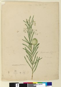 173. oldal. Asclepias fruticosa, 1803-2006 körül (wc, toll, tinta és ceruza) alkotó: John William Lewin