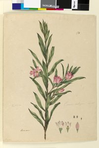 174. oldal Crowea saligna, 1803-06 körül (wc, toll, tinta és ceruza) alkotó: John William Lewin