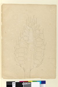 178a. oldal. Zamia, 1803-2006 körül (wc, toll, tinta és ceruza) alkotó: John William Lewin