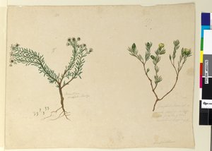 179. oldal Gompholobium; 180. Poranthera ericafolia, 1803-2006 körül (wc, toll, tinta és ceruza) alkotó: John William Lewin