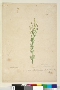 17. oldal Symphionema paludosum, c.1803-06 (wc, toll, tinta és ceruza) alkotó: John William Lewin