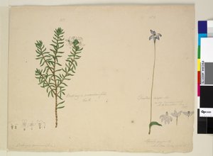 183. oldal Westringia rosmarinifolia Westringia fruiticosa; 184. Glossodia major, 1803-2006 körül (wc, toll, tinta és ceruza) alkotó: John William Lewin