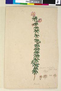 186. oldal. Bauera rubioides, c.1803-06 (wc, toll, tinta és ceruza) alkotó: John William Lewin
