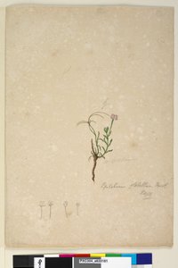 187. oldal Epilobium glabellum, c.1803-06 (wc, toll, tinta és ceruza) alkotó: John William Lewin