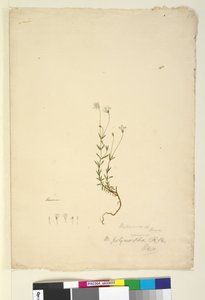 18. oldal Mitrasacme polymorpha, c.1803-06 (wc, toll, tinta és ceruza) alkotó: John William Lewin