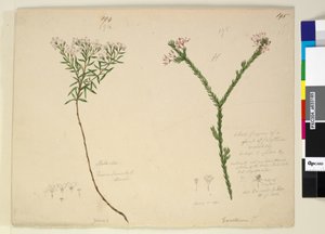 194. oldal Zieria lanceolata Zieria smithii; 195. Egy Calythrix faj rossz alakja..., 1803-06 körül (wc, toll, tinta és ceruza) alkotó: John William Lewin