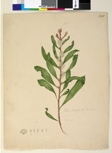 198. oldal Hakea dactyloides, 1803-06 körül (wc, toll, tinta és ceruza) alkotó: John William Lewin