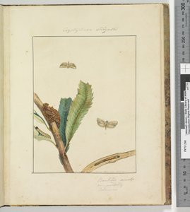 19. oldal. 5. tábla Cryptophasa Strigata, 1803-04 (kézzel színezett rézkarcnyomatok) alkotó: John William Lewin