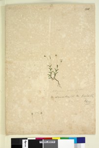 201. oldal Mitrasacme alsinoides, c.1803-06 (wc, toll, tinta és ceruza) alkotó: John William Lewin