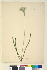 20. oldal Conospermum longifolium, c.1803-06 (wc, toll, tinta és ceruza) alkotó: John William Lewin