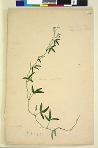 218. oldal Kennedia comptoniana Hardenbergia comptoniana, c.1803-06 (wc, toll, tinta és ceruza)