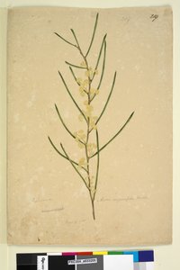 219. oldal Acacia angustifolia, c.1803-06 (wc, toll, tinta és ceruza) alkotó: John William Lewin