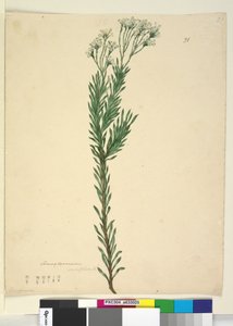 21. oldal Conospermum ericifolium, c.1803-06 (wc, toll, tinta és ceruza) alkotó: John William Lewin