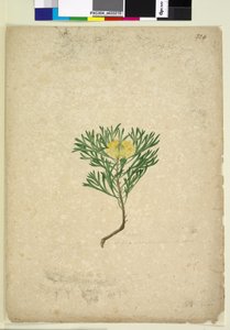 224. oldal Isopogon anemonifolius, c.1803-06 (wc, toll, tinta és ceruza) alkotó: John William Lewin