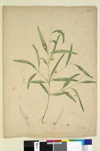 225. oldal. Egy eukaliptusz faj ága epetermő..., 1803-06 körül (wc, toll, tinta és ceruza) alkotó: John William Lewin