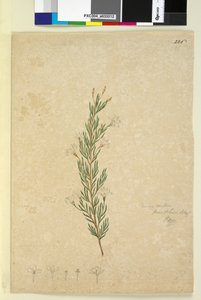 226. oldal Ricinocarpus pinifolius, c.1803-06 (wc, toll, tinta és ceruza) alkotó: John William Lewin