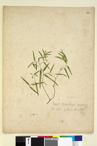 230. oldal Geitonoplesium cymosum, c.1803-06 (wc, toll, tinta és ceruza) alkotó: John William Lewin