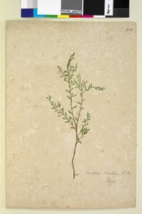 233. oldal Leucopogon, c.1803-06 (wc, toll, tinta és ceruza) alkotó: John William Lewin