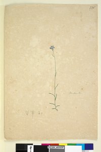 235. oldal Campanula, c.1803-06 (wc, toll, tinta és ceruza) alkotó: John William Lewin