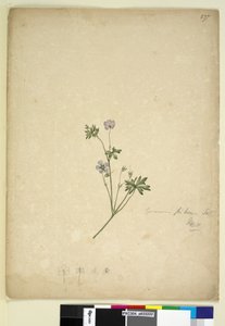 237. oldal Geranium pilosum, c.1803-06 (wc, toll, tinta és ceruza) alkotó: John William Lewin