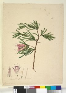23. oldal Lambertia formosa, c.1803-06 (wc, toll, tinta és ceruza) alkotó: John William Lewin