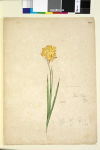 241. oldal. Ixia lutea, c.1803-06 (wc, toll, tinta és ceruza) alkotó: John William Lewin