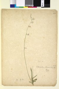 246. oldal Arthropodium paniculatum, c.1803-06 (wc, toll, tinta és ceruza) alkotó: John William Lewin