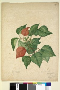 247. oldal Homolanthus populifolius Omalanthus populifolius, 1803-2006 körül (wc, toll, tinta és ceruza) alkotó: John William Lewin