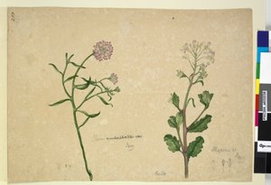 253. oldal. Iberis umbellata; Hesperis sp., c.1803-06 (wc, toll, tinta és ceruza) alkotó: John William Lewin