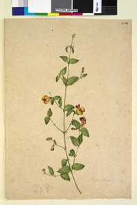 254. oldal Platylobium, c.1803-06 (wc, toll, tinta és ceruza) alkotó: John William Lewin