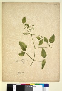 256. oldal. Clematis glycinoides, c.1803-06 (wc, toll, tinta és ceruza) alkotó: John William Lewin