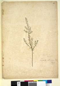 261. oldal Lissanthe strigosa, 1803-2006 körül (wc, toll, tinta és ceruza) alkotó: John William Lewin