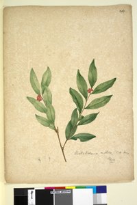 263. oldal Wikstroemia indica, c.1803-06 (wc, toll, tinta és ceruza) alkotó: John William Lewin