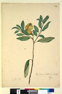 264. oldal Pomaderris elliptica, c.1803-06 (wc, toll, tinta és ceruza) alkotó: John William Lewin